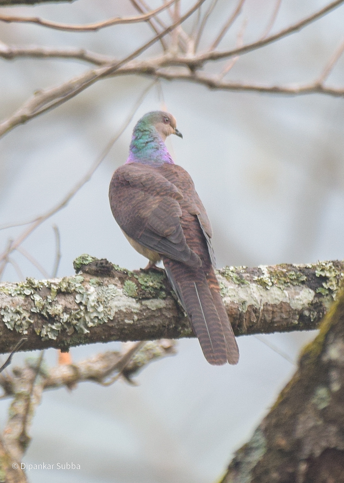 Barred Cuckoo Dove